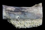 Petrified Wood Limb Cast - Wyoming #73793-2